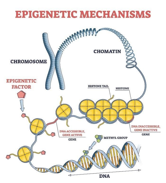 Embalatge de l'ADN